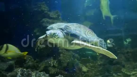 海龟在海洋馆阴暗的水域游泳视频的预览图