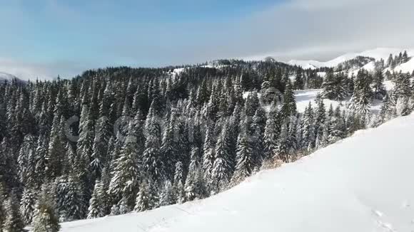 罗马尼亚Ciucas山雪杉林视频的预览图