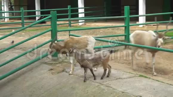 动物园里的山羊视频的预览图