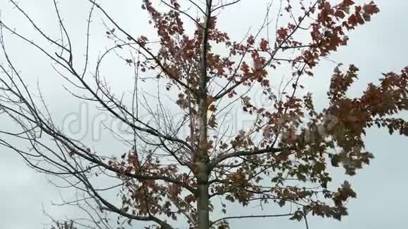 秋天的落叶在停车场随风飘动视频的预览图
