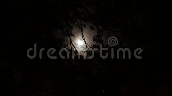 月亮穿过树木视频的预览图