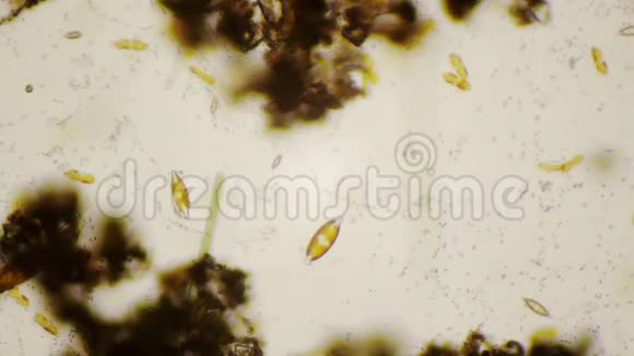 4k显微镜下的淡水硅藻视频的预览图