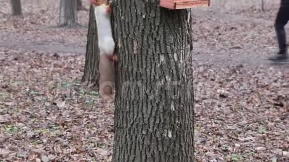 松鼠正在公园树附近吃坚果视频的预览图