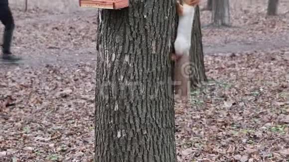 松鼠正在公园树附近吃坚果视频的预览图