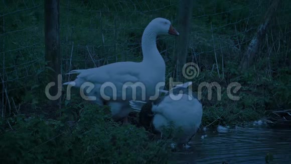 夜晚的池塘边的鹅视频的预览图