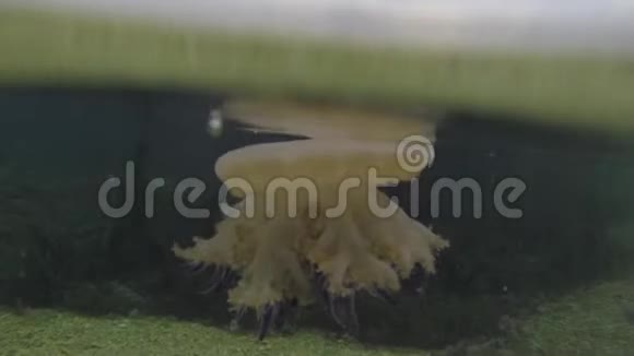 印度尼西亚水母视频的预览图