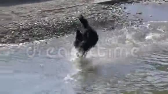 狗水戏跑视频的预览图