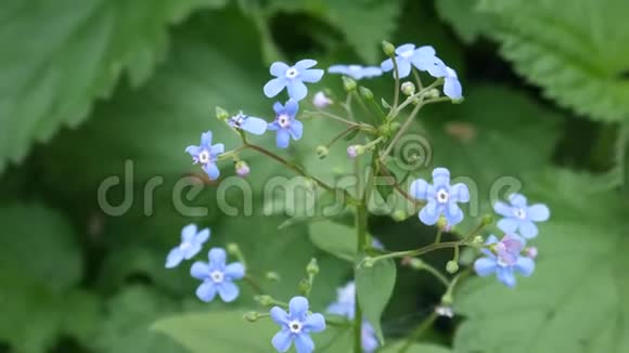 田野里的蓝色花朵视频的预览图