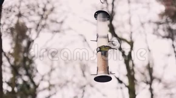 鸟从树上觅食视频的预览图
