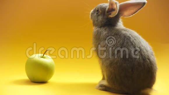 灰兔和苹果视频的预览图