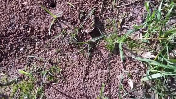 土中的蚂蚁洞视频的预览图