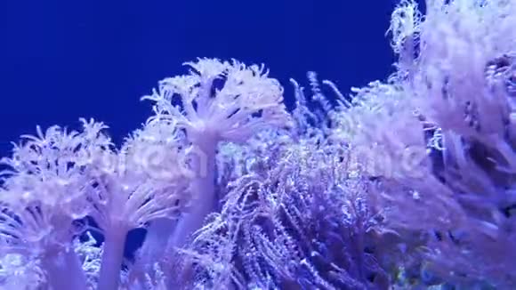 水族馆里的软珊瑚在干净的蓝色水中特写安蒂利亚和欧菲利亚珊瑚海洋水下生物紫罗兰视频的预览图