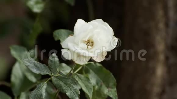 白色玫瑰花视频的预览图