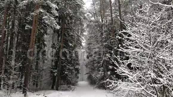 在森林里下雪视频的预览图