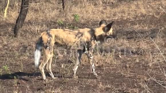 非洲野狗站在热带草原上视频的预览图