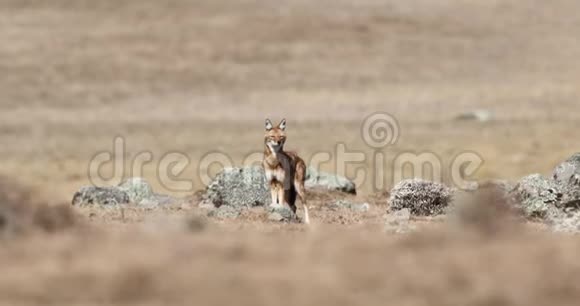 普拉雷里的埃塞俄比亚狼视频的预览图