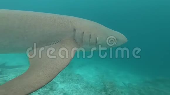 马尔代夫的鲨鱼护士视频的预览图