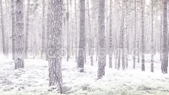 从白雪皑皑的冬天到野生松林的夏天视频的预览图