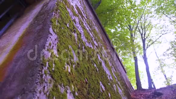 一堵高墙上的苔藓视频的预览图