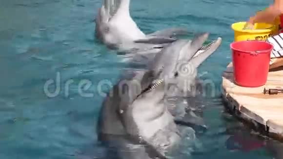 喂海豚视频的预览图