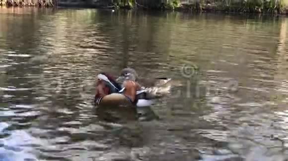 池塘里的鸳鸯视频的预览图