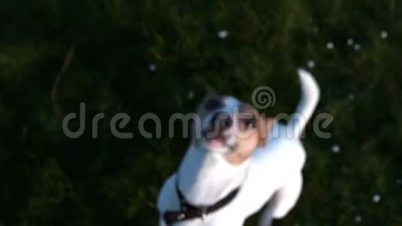 可爱的猎犬在镜头前跳起来视频的预览图