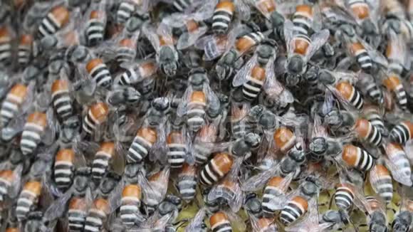 蜜蜂蜜蜂视频的预览图