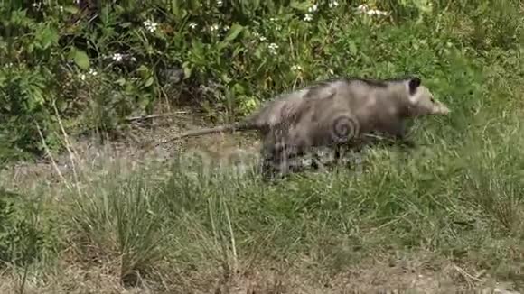 年轻的负鼠在佛罗里达草原散步视频的预览图