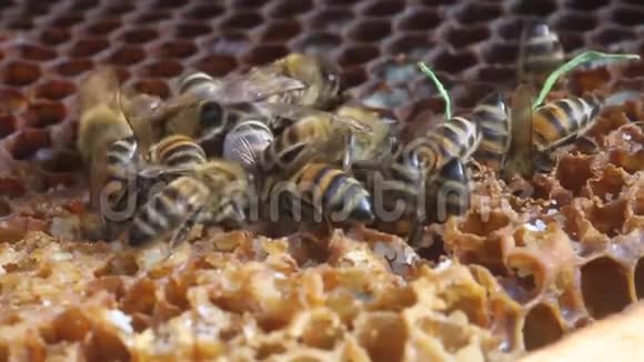 蜂房里蜜蜂的生活视频的预览图