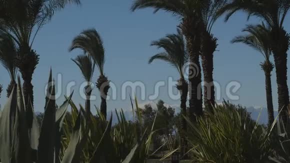 公园里有棕榈树和农业植物视频的预览图
