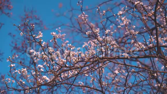 春天的花朵和蜜蜂视频的预览图