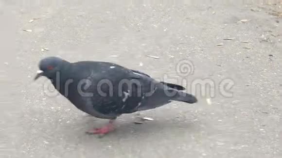 公园里的鸽子跑视频的预览图