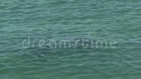 猴庙鲨鱼湾国家公园有两只海豚视频的预览图