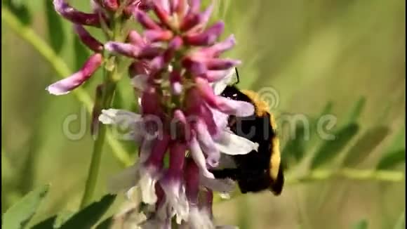 在微风习习的日子里大黄蜂从粉红色的花朵中收集花粉视频的预览图
