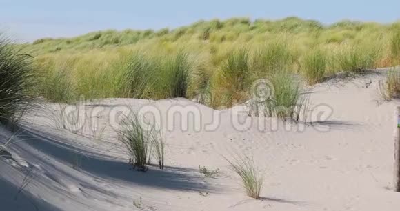 带草的沙丘视频的预览图