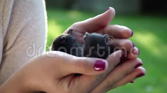 宝贝宠物仓鼠视频的预览图