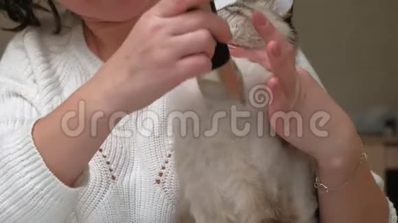 猫毛护理宠物护理视频的预览图