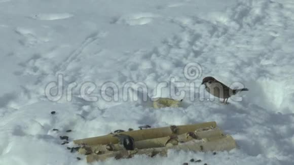 雪中麻雀午餐视频的预览图
