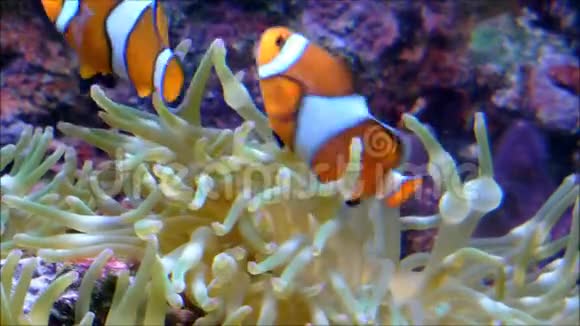 鱼在珊瑚礁里游泳视频的预览图
