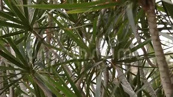 棕榈树的细节视频的预览图