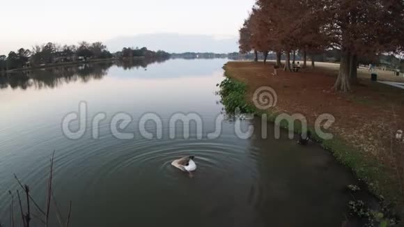 鸭子在LSU湖游泳视频的预览图