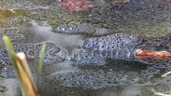 绿蛙在荷兰池塘里产卵视频的预览图