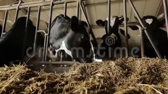 奶牛在饲养过程中视频的预览图