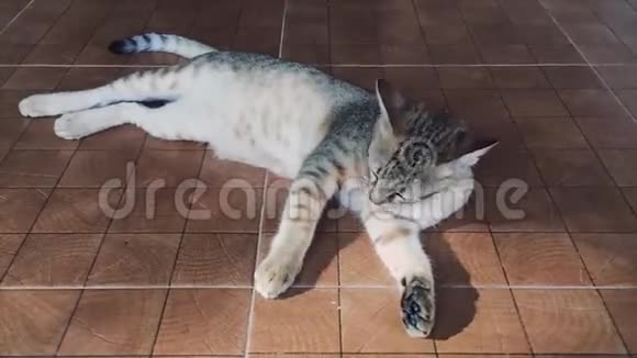 猫躺在地板上视频的预览图