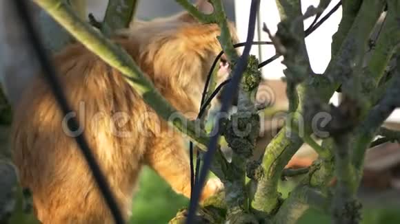金吉尔汤姆猫在树上视频的预览图
