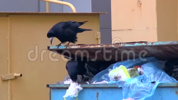两只乌鸦坐在一个垃圾容器上吃着塑料袋里的食物视频的预览图