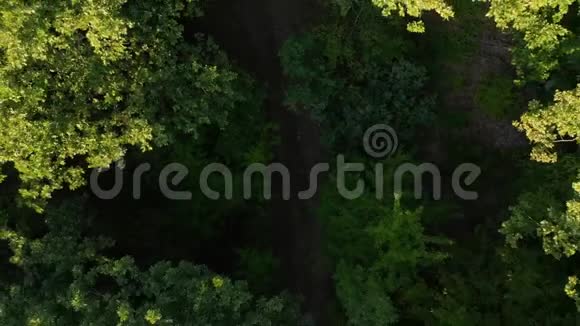 早晨在夏季森林的空中观景视频的预览图