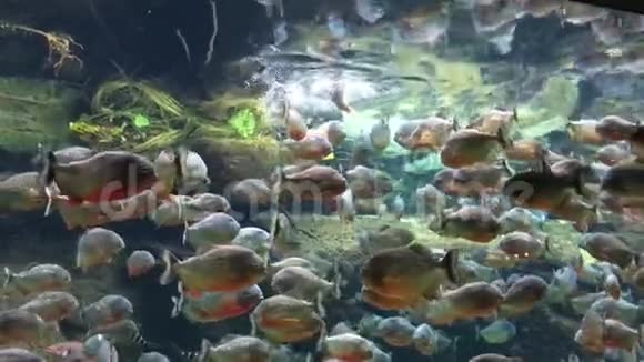 Piranha缓慢地吃着食物视频的预览图