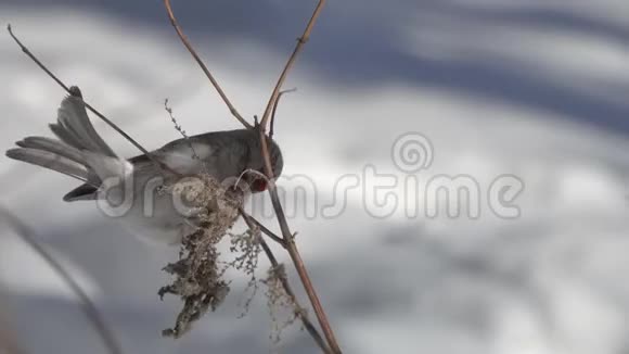 常见的红粉鸟在冬天吃荨麻干枝的种子特写视频的预览图