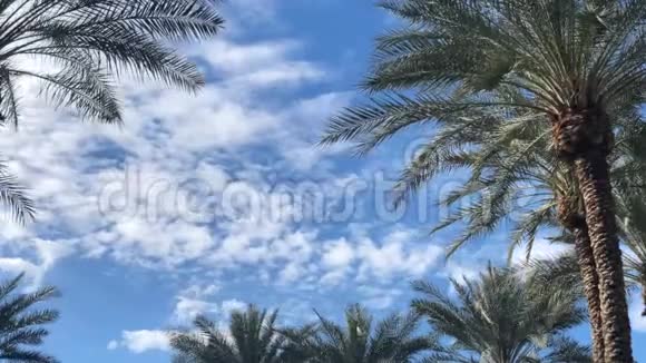蓬松的白云平静地飘过棕榈树视频的预览图